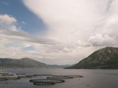 Δυτική Ελλάδα: 1.200 κιλά χέλια ψόφησαν ...