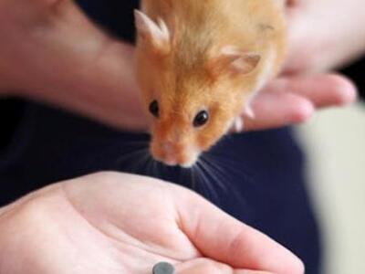 Χάμστερ κατάπιε μαγνήτη και κόλλησε στο κλουβί του