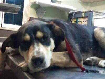 Φρικτό θάνατο βρήκαν δύο αδέσποτα στο λι...