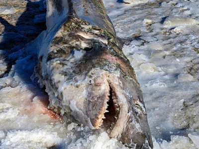 ΗΠΑ: Καρχαρίας ξεβράστηκε παγωμένος σε π...