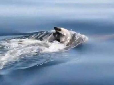 Συγκλονιστικό BINTEO: Δελφίνι κουβαλάει ...