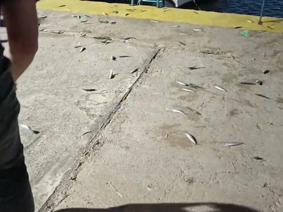 Εύβοια: Εκατοντάδες ψάρια πετάχτηκαν από...