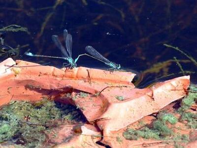 Οδηγίες από το ΚΕΕΛΠΝΟ για το "κουν...