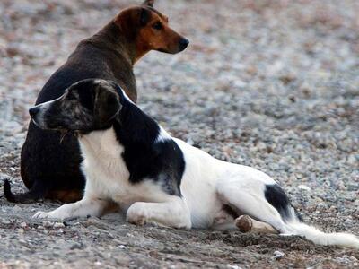 Αιτωλοακαρνανία: Άγνωστοι δηλητηρίασαν σ...