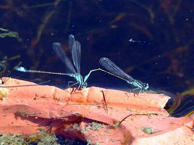 Κύπριος επιστήμονας ανακάλυψε νέα θεραπε...