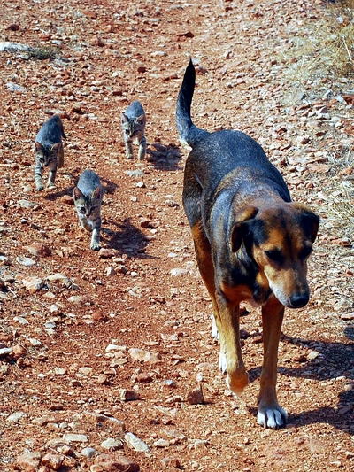 Οι «αδέσποτες » Αντιδημαρχιες  και τα αδ...