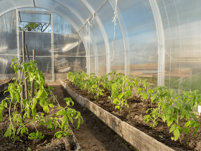 Δυτική Ελλάδα: Πρωταγωνίστρια στη θερμοκ...