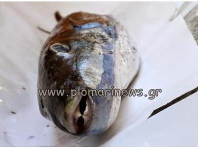 Επικίνδυνο λαγόψαρό αλίευσε ψαράς