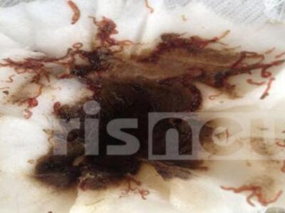 Hλεία: Τα σκουλήκια επιστρέφουν στο... ν...