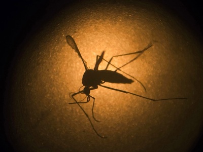 Παγκόσμια απειλή ο ιός Ζίκα: Ένα βήμα πρ...