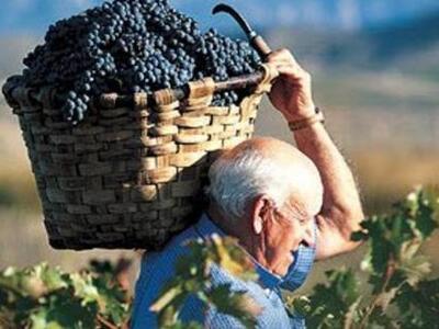 Αιγιάλεια: Γιορτή κρασιού στα Χρυσάμπελα