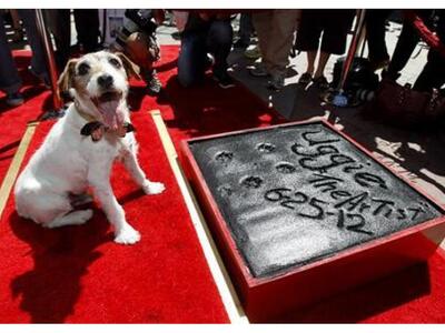 Έφυγε από την ζωή  ο  Άγκι, ο σκύλος πρω...