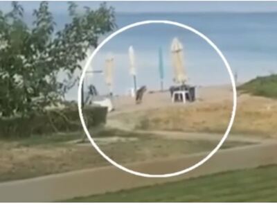 Χαλκιδική: Λύκος επιτέθηκε και τραυμάτισ...