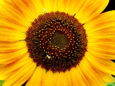 Οι Οικολόγοι Πράσινοι αντιδρούν για το π...