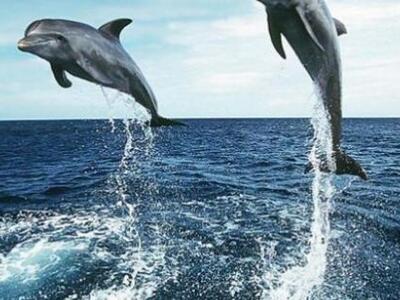 Νέο είδος δελφινιού ανακάλυψαν οι επιστήμονες