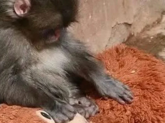 Viral βίντεο: Μικρός πίθηκος κοιμάται αγ...