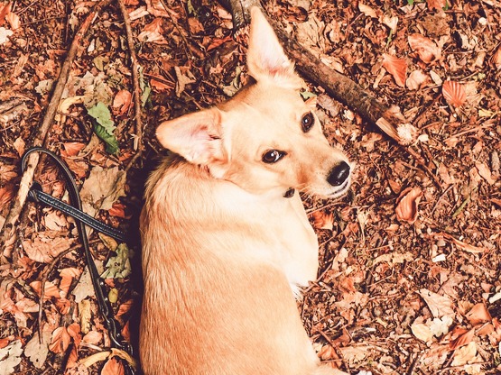Πώς ένας σκύλος λέει «σε ευχαριστώ» στο...
