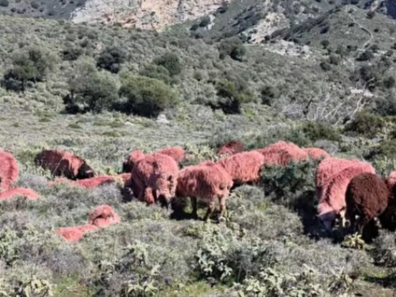 Κτηνοτρόφος στην Κρήτη έβαψε... κόκκινα ...