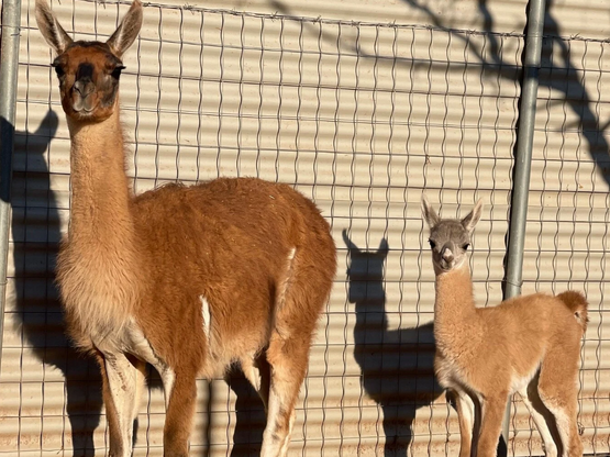 Καλάβρυτα: Ζευγάρι συνταξιούχων δημιούργ...