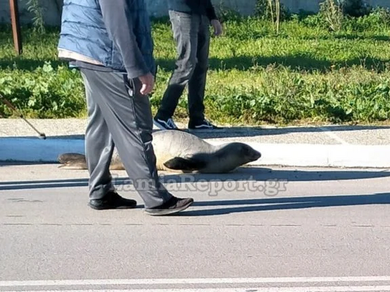 Φθιώτιδα: Φώκια… βγήκε εκτός πορείας και...