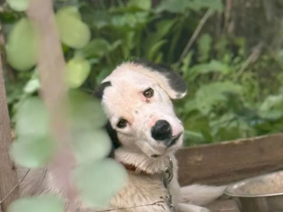 Ηλεία: Καταγγελίες για σκύλους δεμένους ...