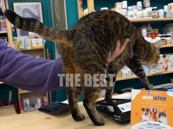 Πάτρα: Αυτός που έριξε τη φόλα με ποντικ...