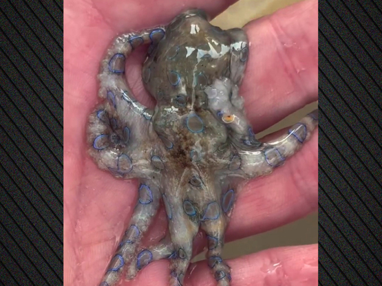 Τουρίστας έπιασε εν αγνοία του θανατηφόρ...