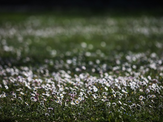 Η Άνοιξη ξεκίνησε να ζωγραφίζει τους αγρούς