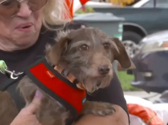 «Το θαύμα των Χριστουγέννων»: Σκύλος που...