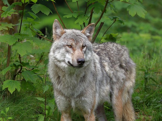 Οι 10 πιο θανατηφόροι ιοί που προέρχονται από ζώα 
