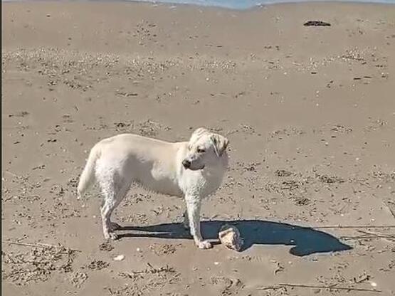 Πάτρα: Χάθηκε η Φίφη από την οδό Ακρωτηρίου