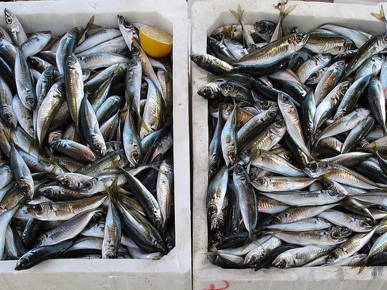 Πώς θα καταλάβουμε αν το ψάρι έχει χαλάσει