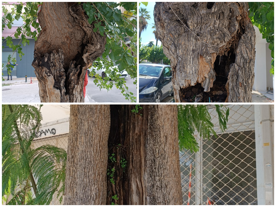 Δήμος Πατρέων: "Τα δέντρα στην οδό ...