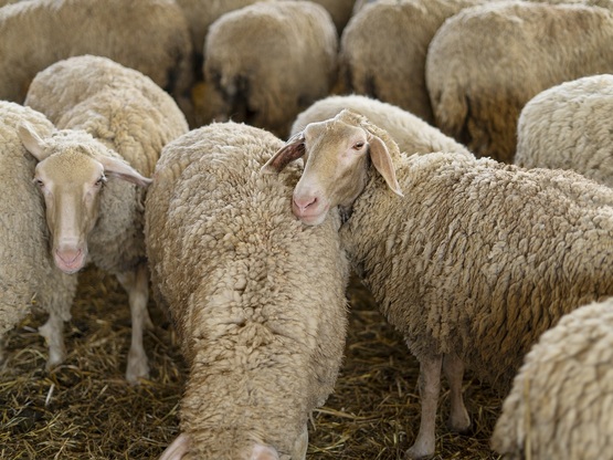 Αχαΐα- Συναγερμός στις αρχές: 85 νεκρά α...