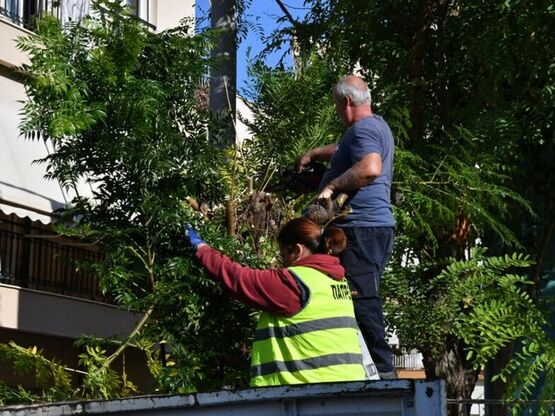 Πάτρα: Εργασίες κλαδέματος δέντρων στην ...