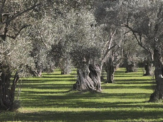 Δήλωση ελαιόδεντρων στο Ελαιοκομικό Μητρ...