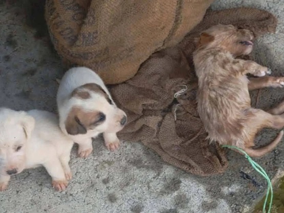 Αμαλιάδα: Εννέα κουτάβια σε τσουβάλια, π...