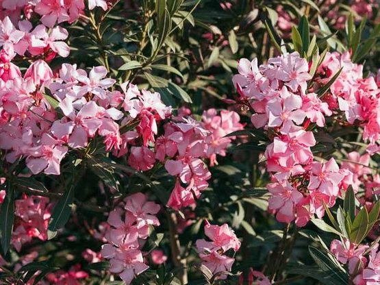 Διχάζει η οδηγία για την απομάκρυνση της...