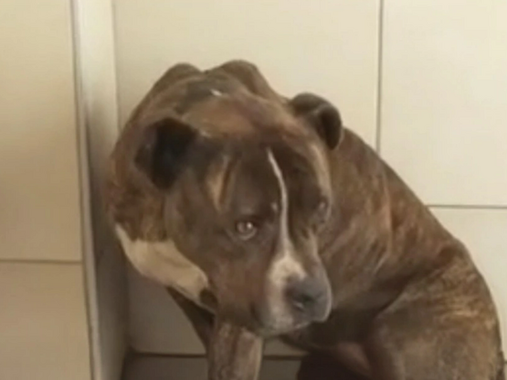 Ζάκυνθος: Βγήκε το πόρισμα για το πιτ μπ...