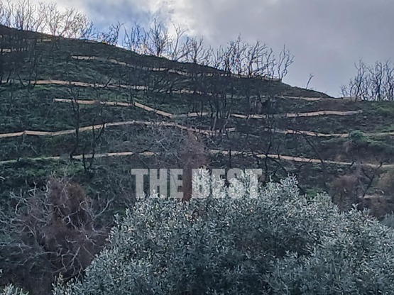 Πάτρα: Μπαίνουν κορμοδέματα στα Άνω Συχαινά - ΦΩΤΟ