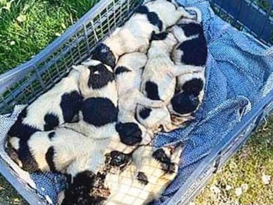 Σπάρτη: Άφησαν οκτώ κουτάβια να πεθάνουν...