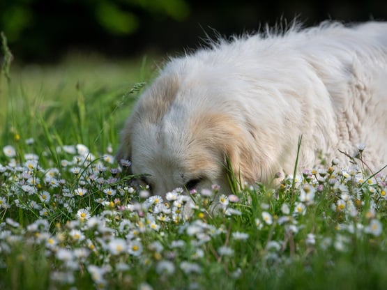 Βεγγαλικά: Πώς να προστατεύσετε τον σκύλ...