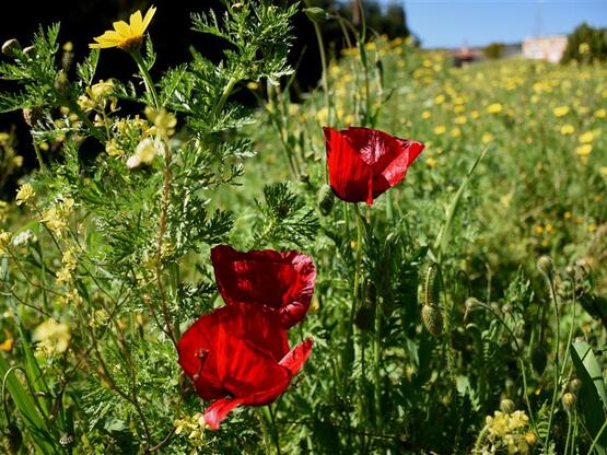 Αχαΐα: Τι καιρό θα κάνει το Πάσχα;