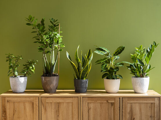 Σπίτι: Τα 6 φυτά εσωτερικού χώρου που απ...