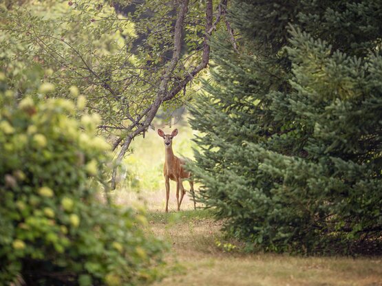 Πύργος: ΙΧ συγκρούστηκε με ελάφι στο δρό...