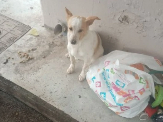 Εγκατέλειψαν σκυλάκι σε στάση λεωφορείου...