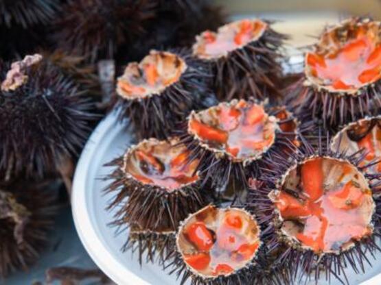 Αχινός: Πώς ανοίγει και τι τρώμε από μέσα