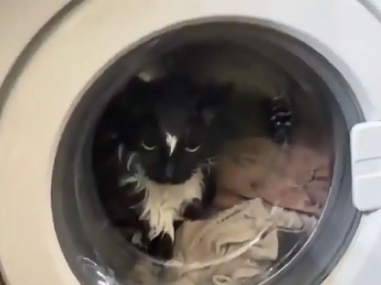 Έβαλε κατά λάθος τη γάτα στο πλυντήριο –...