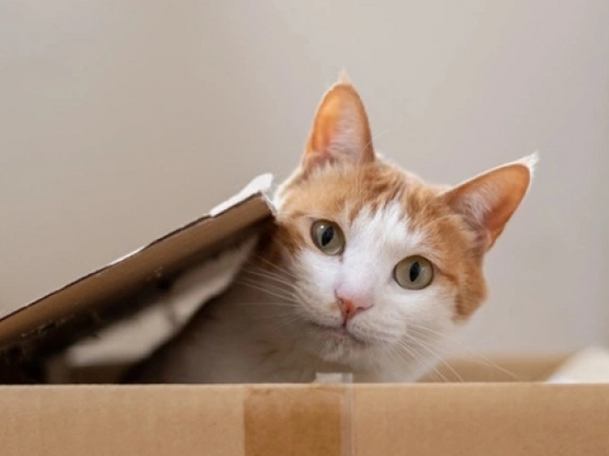 Ζευγάρι Γάλλων έχασε τον γάτο του στην Ι...