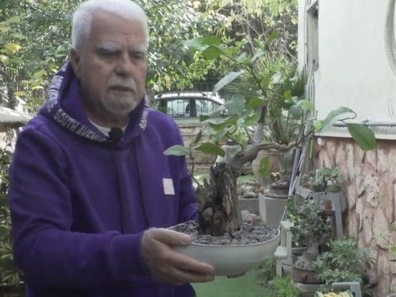 O κήπος με τα 130 μπονζάι στη Νέα Σμύρνη...